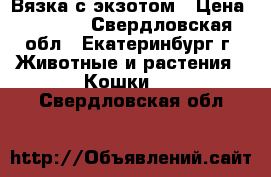 Вязка с экзотом › Цена ­ 3 000 - Свердловская обл., Екатеринбург г. Животные и растения » Кошки   . Свердловская обл.